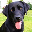 File:Black Labrador Retriever portrait.jpg