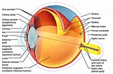 Structure Of Human Eye Human Sense Organs The Five Senses A | Images ...