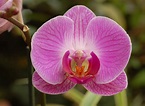 File:Orchid X Doritaenopsis 'Dorado' Flower 2721px.jpg - Wikipedia