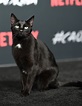 Foto: El gato Salem conquista la alfombra roja de 'Las escalofriantes ...