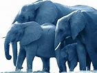 Elefantes, azul, Fondo de pantalla HD | Peakpx