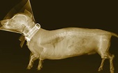 30 Fotos de rayos X que te haran ver distinto el cuerpo