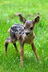 Chris Reynolds Photography: Baby Roe Deer | Cute animals, Animals ...