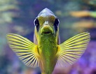 50 best ideas for coloring | Aquarium Fish Pictures
