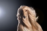 29+ Afghan Hound Dogs Image - Bleumoonproductions