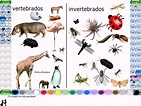 Animales Invertebrados Y Vertebrados