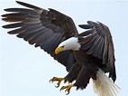 Eagle Wings Wallpapers - Wallpaper Cave