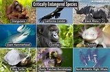 Critically Endangered Species 2021 Itemizing: The Most Endangered ...
