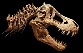 Los paleontólogos han descubierto una nueva especie de dinosaurio con ...