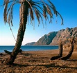 Egypt Sinai Dahab Palm trees on beach Photograph by Daniel Blatt - Fine ...