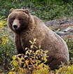 Grizzlybär | Steckbrief | Tierlexikon