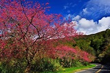 櫻花季 | 阿里山國家風景區