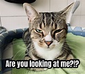 Are you looking at me?!? - Meme Generator