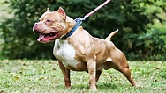 Pitbull Dog Breeds; Amstaffs, American Bullies & Standard APBT's