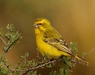 Yellow canary - Wikipedia