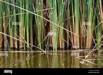 Perú. Lima. Bird Sanctuary Pantanos de Villa.Totora (Schoenoplectus ...