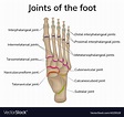 Joints of the foot Royalty Free Vector Image - VectorStock