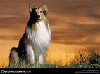 Lassie - Famous Dogs Wallpaper (2520258) - Fanpop