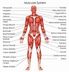 Anatomy For Exercise | Lower Body Muscles - EMPOWER YOUR WELLNESS