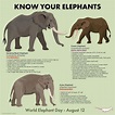 #worldelephantday #knowyourelephants #elephant #peppermintnarwhal ...