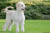 Goldendoodle - Puppies, Rescue, Pictures, Information, Temperament ...