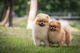 Volpino di Pomerania: caratteristiche e prezzo di questo cane