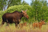 Nearly 30 Years After Chernobyl Disaster, Wildlife Returns to the Area ...