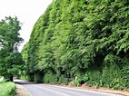 Meikleour Beech Hedge © G Laird cc-by-sa/2.0 :: Geograph Britain and ...
