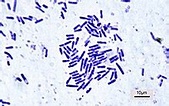 Bacillus - Wikipedia
