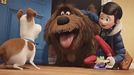 Ver La vida secreta de tus Mascotas (2016) Online Latino