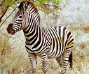Archivo:Beautiful Zebra in South Africa.JPG - Wikipedia, la ...