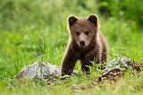 An adorable little brown bear cub | Animal Stock Photos ~ Creative Market