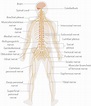 Sistem nervos - Wikipedia