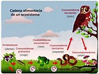Ecosistema | Cadena alimenticia - Web del maestro