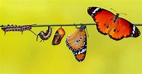 How Does A Caterpillar Turn Into a Butterfly? - IMP WORLD