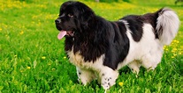Newfoundland Dog Breed Information | Breed Advisor