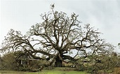 The Incredible Story of Lake Charles' Sallier Oak, a 375-Year-Old Tree ...