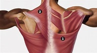 Conoce los músculos de los dorsales | Esquire