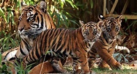 Reproducción de los tigres