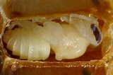 honey bee pupa | no crop, raynox 250 | Marco Moretti | Flickr