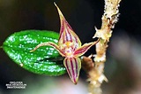 Animales y Plantas de Perú: Descubren dos especies nuevas de orquídeas ...