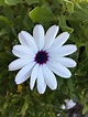 El top 100 imagen flores blancas con morado - Abzlocal.mx