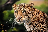 Javan Leopard Animal Facts | Panthera pardus melas - A-Z Animals