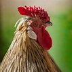 En hane med sine høner | Amatørfotografen