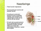 Anatomia de la faringe