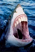 《有人類牙齒的鯊魚》可不可以拍牙膏廣告呢？ | 宅宅新聞