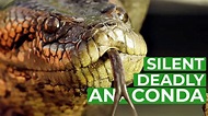 Anaconda - The Silent Killer | Free Documentary Nature - YouTube