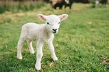 Cute baby lamb standing in a field by Suzi Marshall - Stocksy United
