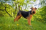 The wonderful Welsh terrier: Half the size, triple the fun - Country Life