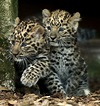 Baby Leopards Step Outside for the First Time Picture | Cutest baby ...